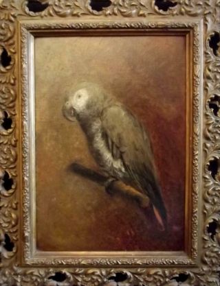 Charming British Antique 19th Century Oil Painting Of An African Grey Parrot