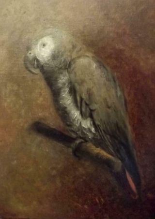 Charming British Antique 19th Century Oil Painting of an AFRICAN GREY PARROT 3