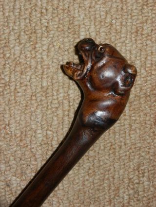 Hand Carved Snarling Dog H.  M Silver 1909 Walking Stick.  35.  1/2  Brigg London "