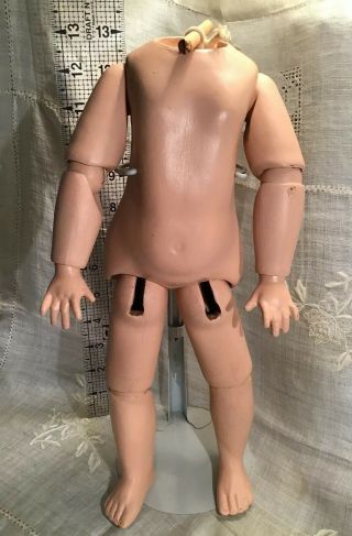 Vintage 13 " Composition Doll Body - Fully Jointed - For Bisque Socket Head - W/stand