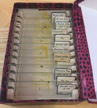 Vintage Prepared Slides Of Organs Of Insects F - 123 Made In Japan 12 Slides & Box
