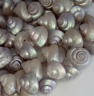 Antique Art Deco Tasmanian Iridescent Maireener Sea Shell Necklace