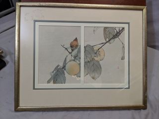 C1900 Watanabe Seitei Japanese Woodblock Print Bird Of Fruit Branch