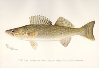 1896 1st Ed.  Denton Antique Fish Print Walleye Pike Perch