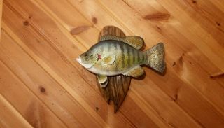 Trophy Redear Sunfish Wood Carving Fish Taxidermy Fish Decoy Casey Edwards