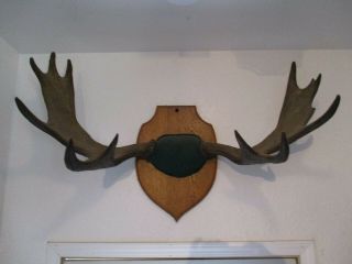 Antique Moose Antlers Taxidermy Ex: Museum