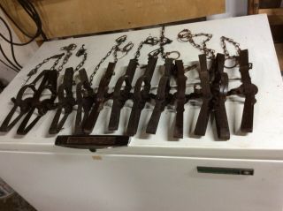 12 - 2 Victor Double Long Spring Traps In Good Shape Ready To Use.  Oneida
