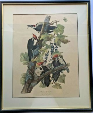 Vintage John James Audubon Bird Print Pileated Woodpecker