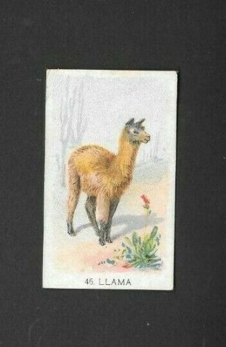 Chinese Issue 19?? (wild Animals) Type Card  46 Llama