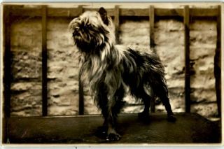 Portrait Of A Brussels Griffon Dog Vintage 1913 Private Rppc