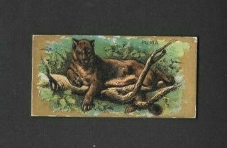 Kinney 1890 Scarce (wild Animals) Type Card  Puma - Animals