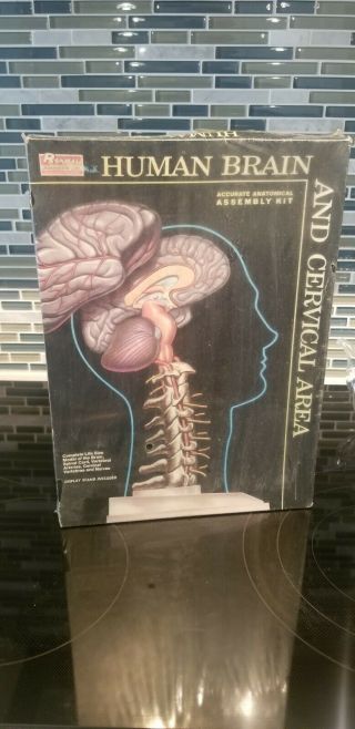 Vintage Renwal Human Brain Model Kit