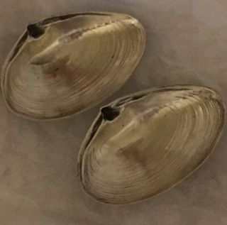 Pair Sterling Silver Wallace 3 1/2 " Footed Clam Shell Dishes Seashell 4020