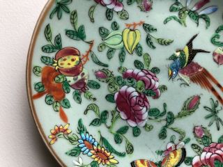 Chinese Porcelain Plate Celadon Famille Rose Butterfly Bird 19th C.  Export 1820