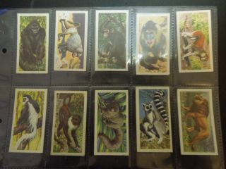 1962 Brooke Bond Tea African Wild Life Lions Africa Trading Set Of 50 Cards S