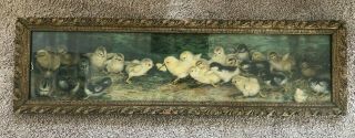 Antique Ben Austrian Yard Long Battle Of The Chicks Framed Print
