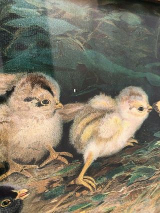 Antique Ben Austrian Yard Long Battle of the Chicks Framed Print 3
