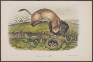 Audubon - Black Footed Ferret.  93 - 1851 - 1854 Quadrupeds Of North America