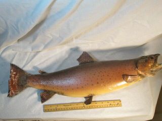Vintage Taxidermy Trout Fish Real Skin Mount Wall Decor Mounted Brown Trout Bass