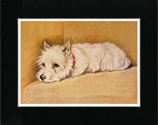 Westie Terrier Sleeping On A Chair Vintage Style Dog Art Print Ready Matted