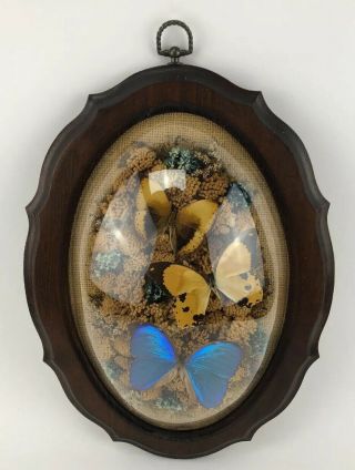 Vintage Butterfly Taxidermy Dried Flowers Wood Framed - B