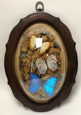 Vintage Butterfly Taxidermy Dried Flowers Wood Framed - A