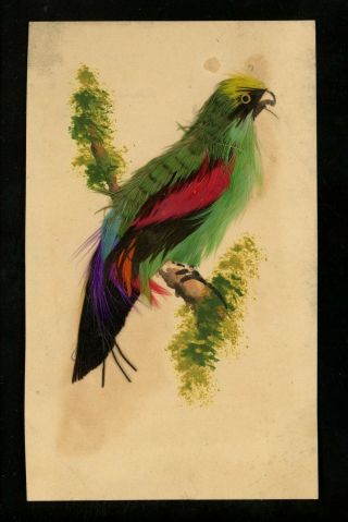 Novelty Postcard W/ Add On Silk Feathered Parrot Vintage