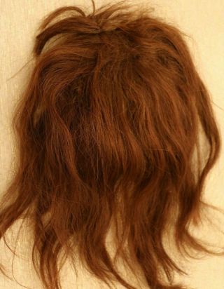 Antique Human Hair Doll Wig,  Brunette Doll Wig,  Size 12/13,  Antique Doll Wig