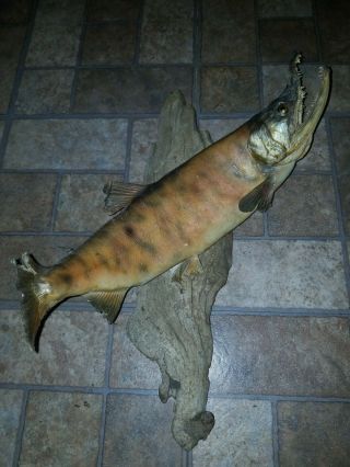 Antique 18 " Real Skin Mount Salmon Trout Fish Taxidermy Man Cave Decor Vintage