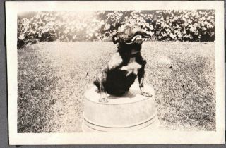 Vintage Photograph 1920 - 28 Boston Terrier Dog/puppy Bulldog On Tub Indiana Photo
