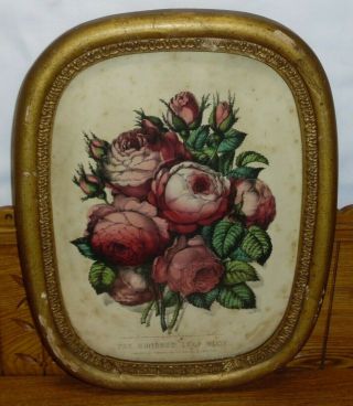Framed Antique Currier & Ives Lithograph - The Hundred Leaf Rose