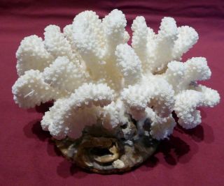 Vintage Natural White Ocean Sea Coral Decoration Tiny Crab Rocks Shells W/ Base