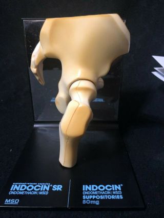Indocin Vintage Pharmaceutical Magnetic Hip Bone Anatomical Joint Anatomy Model