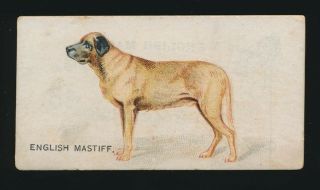 1889 N163 Goodwin & Co (old Judge) Dogs - English Mastiff (name On Front & Back)