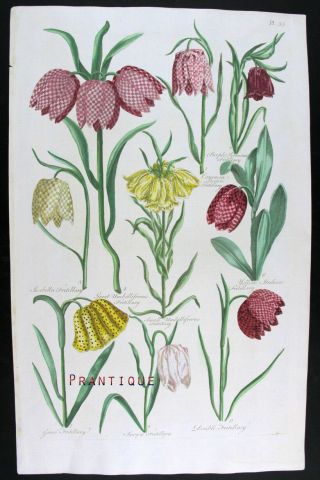 1757,  Antique Print J.  Hill Hand/color Large Folio Isabella Fritillary Uy7