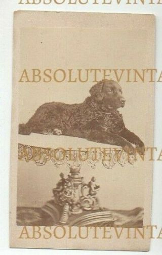 Old Cdv Photograph Pet Dog On A Table - Breed ? Vintage C.  1870