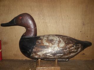Rare C1900 James Currier High - Head Canvasback Decoy Iron Keel Op Nr Md Maryland