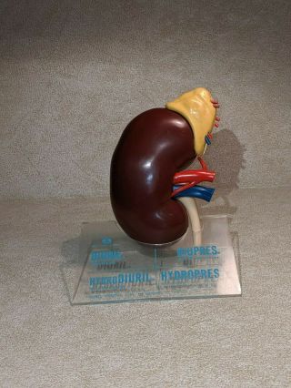 Life Size Kidney 1960s Merck Sharp & Dohm Plastic Anatomical Model Vintage