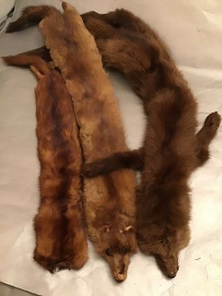 14 Vintage Muskrat/beaver Fur,  Pelt,  Rabbit Pelt,  Mink,  Others
