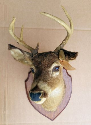 Vintage 1961 6 - Point Buck Non - Typical Whitetail Deer Shoulder Mount Head 4x2
