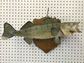 Vintage Taxidermy Real Skin Walleye Fish Wall Mount Full 21 " Body On Plaque