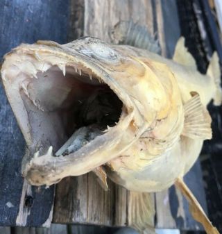 Antique Old Walleye Fish Mounted Real Skin Taxidermy 22” Aafa Barn Find