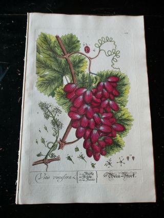 Grapes,  Vitis - Elizabeth Blackwell 1752,  Copper Plate & Hand Colored Plate 153