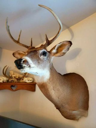 Vintage Whitetail Deer 6 - Point Head/shoulder Mount Taxidermy