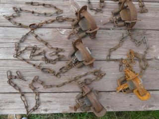 Five Vintage 1.  75 Victor Oneida Coil Spring Traps.  Coon Fox Etc