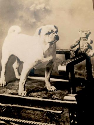 Antique 1915 Pug Puggle Steiff Teddy Bear Real Photo Studio Postcard Named Aney