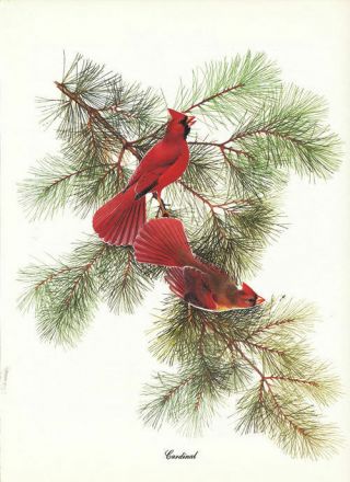 Vintage Print Cardinal By Menaboni