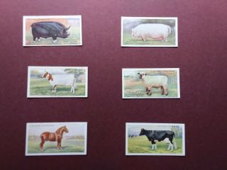 British Livestock Issued 1915 By Players Set 25