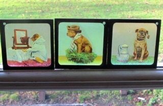 Antique Box Set 8 Primus Comical Cats And Dog Magic Lantern Glass Slides C1900