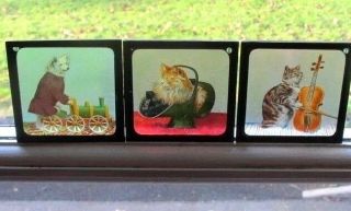 ANTIQUE BOX SET 8 PRIMUS COMICAL CATS AND DOG MAGIC LANTERN GLASS SLIDES C1900 2